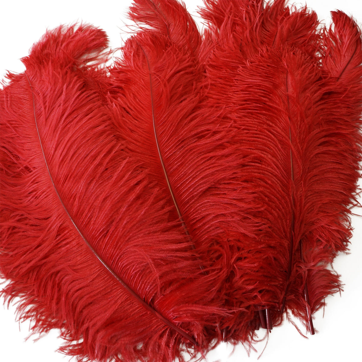 Large Ostrich Feathers - 17"+ Drabs - Red