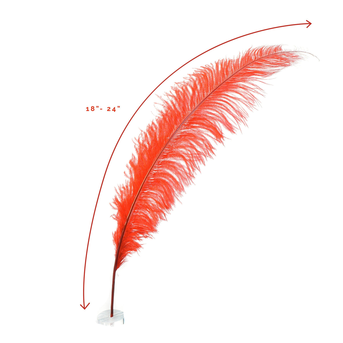 Large Ostrich Feathers - 18-24" Spads - Red