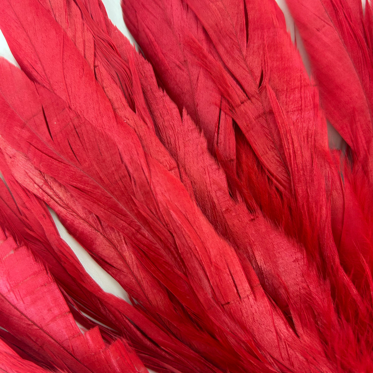 ROOSTER COQUE TAIL FEATHERS BLEACH DYED 7-10” - 25 PC/PKG - Red