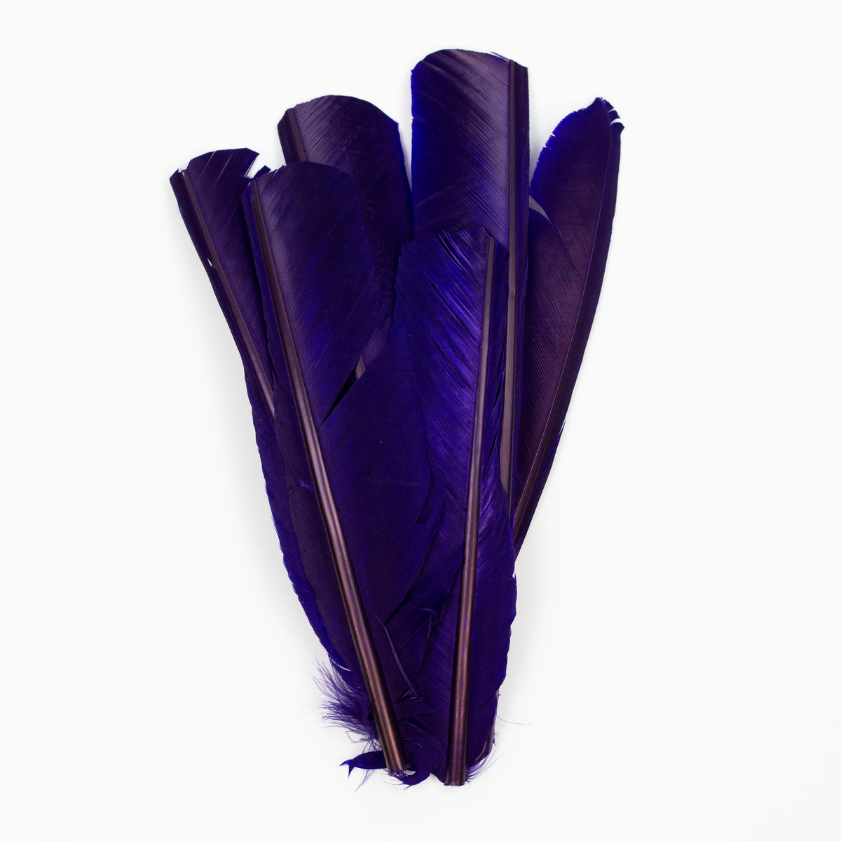 Regal Cut Turkey Pointer Feathers 8-12"