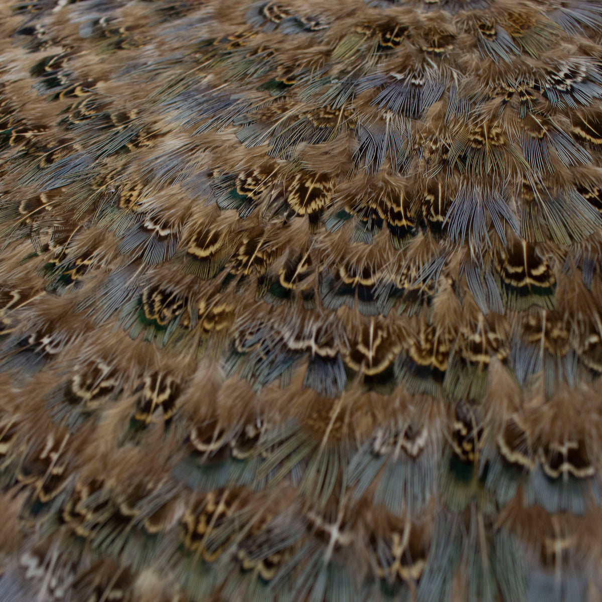 Blue Almond Pheasant Feather Placemat