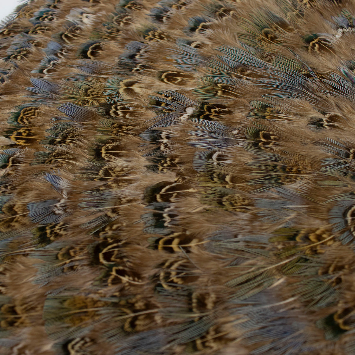 Blue Almond Pheasant Feather Placemat
