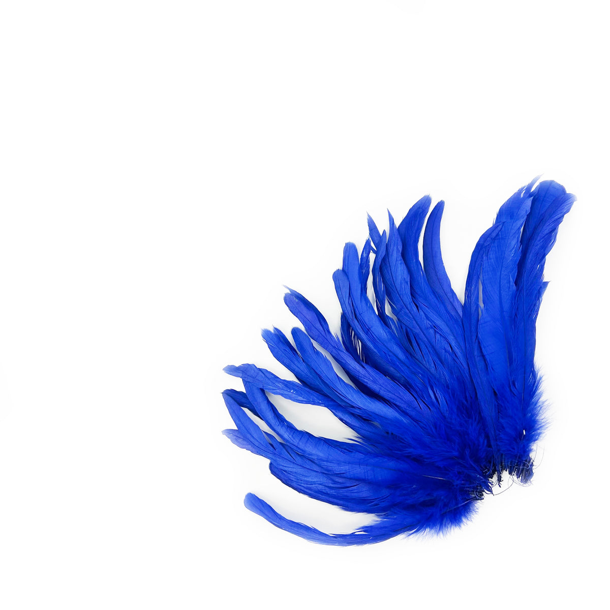ROOSTER COQUE TAIL FEATHERS BLEACH DYED 7-10” - 25 PC/PKG - Royal