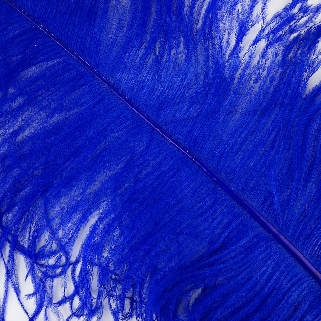 Large Ostrich Feathers - 20-25" Prime Femina Plumes - Royal