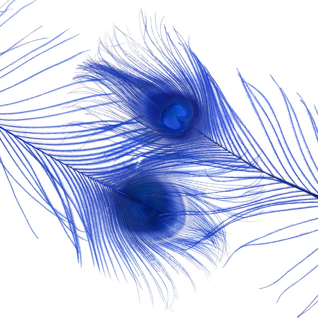 Peacock Feather Eyes Bleached & Dyed Royal