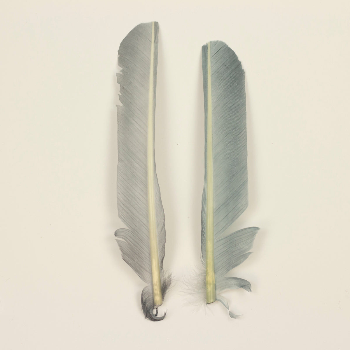 Silver Cut Turkey Pointer Feathers 8-12"