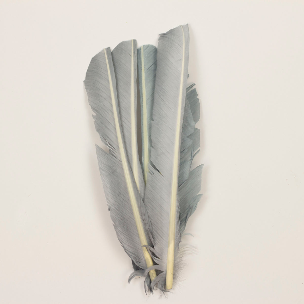 Silver Cut Turkey Pointer Feathers 8-12"