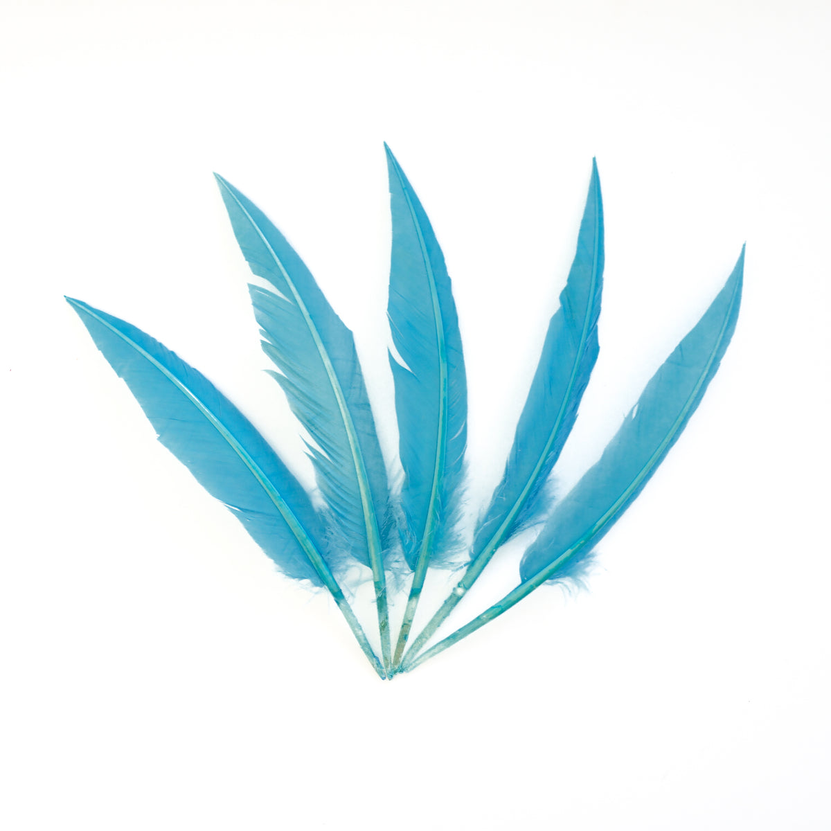 Sky Blue Dagger Turkey Quill Feathers 9-12"