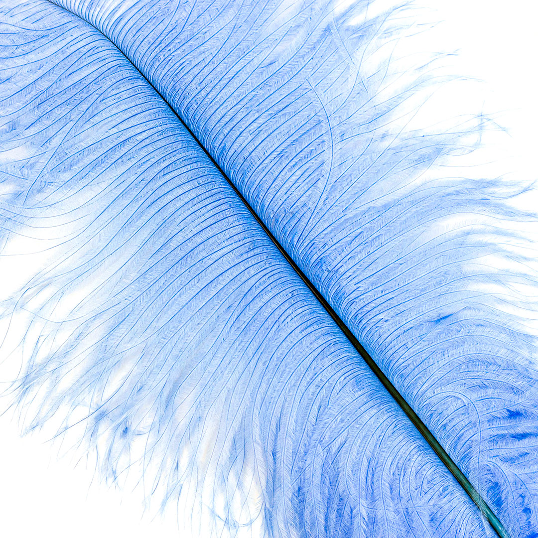 Ostrich Feathers 13-16" Drabs - Sky