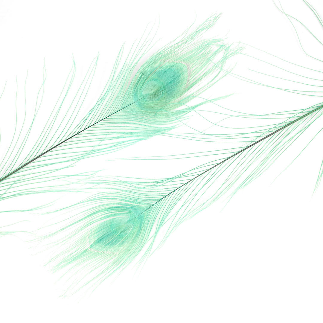 Peacock Feathers | 25-40" Tail Eyes | Light Turquoise (Bulk)