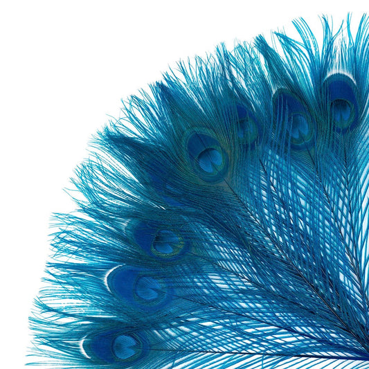 Peacock Feather Eyes Bleached & Dyed Dk Turquoise
