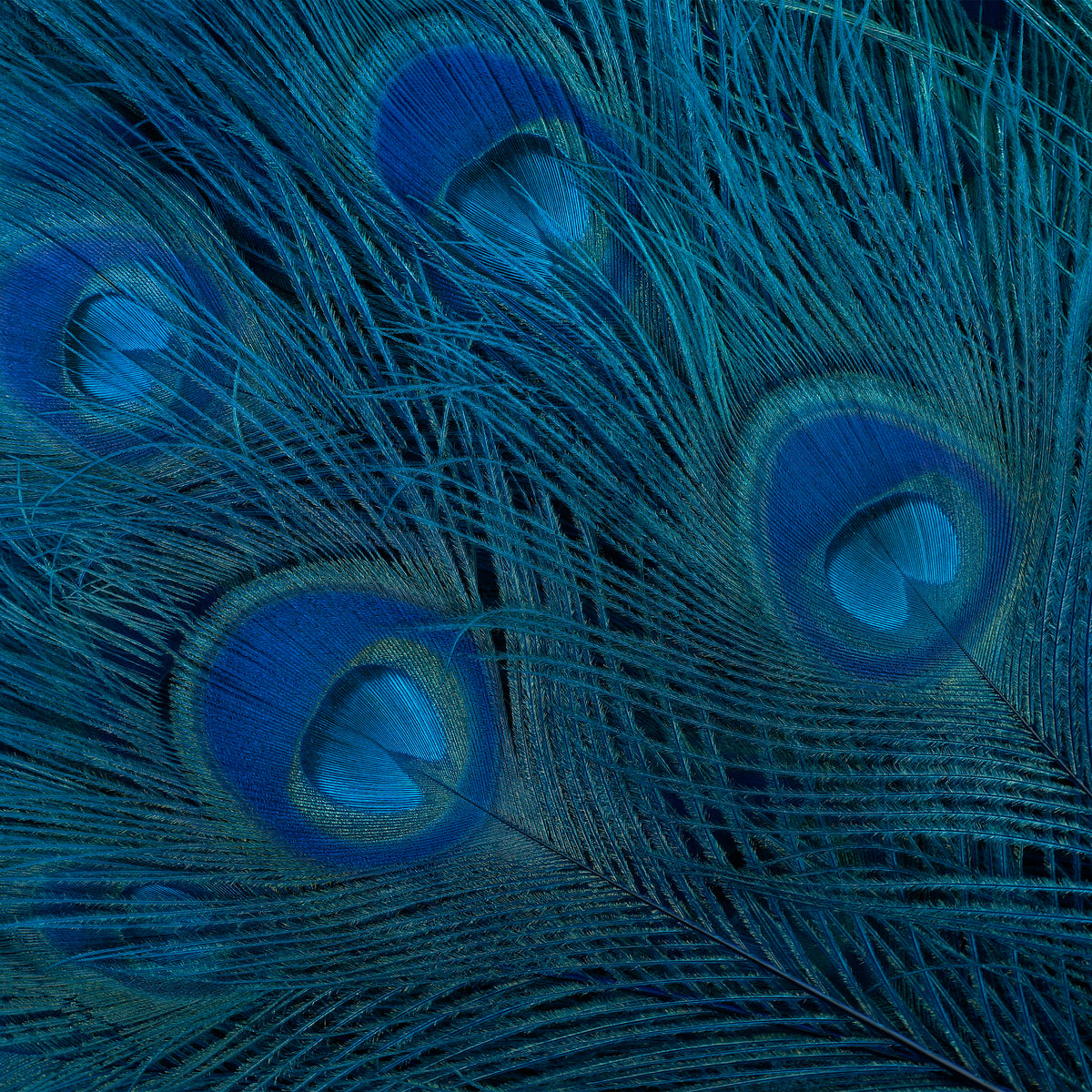Peacock Tail Eyes Bleached Dyed - 25-40 Inch - 100 PCS - Dark Turquoise