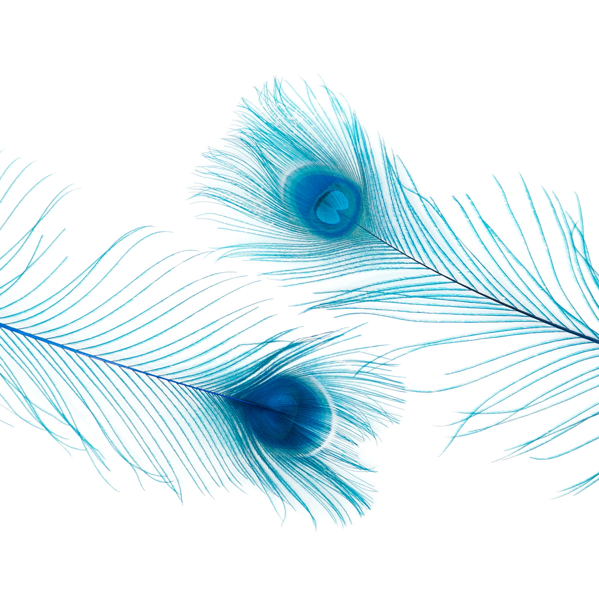 Peacock Tail Eyes Bleached Dyed - 25-40 Inch - 100 PCS - Dark Turquoise
