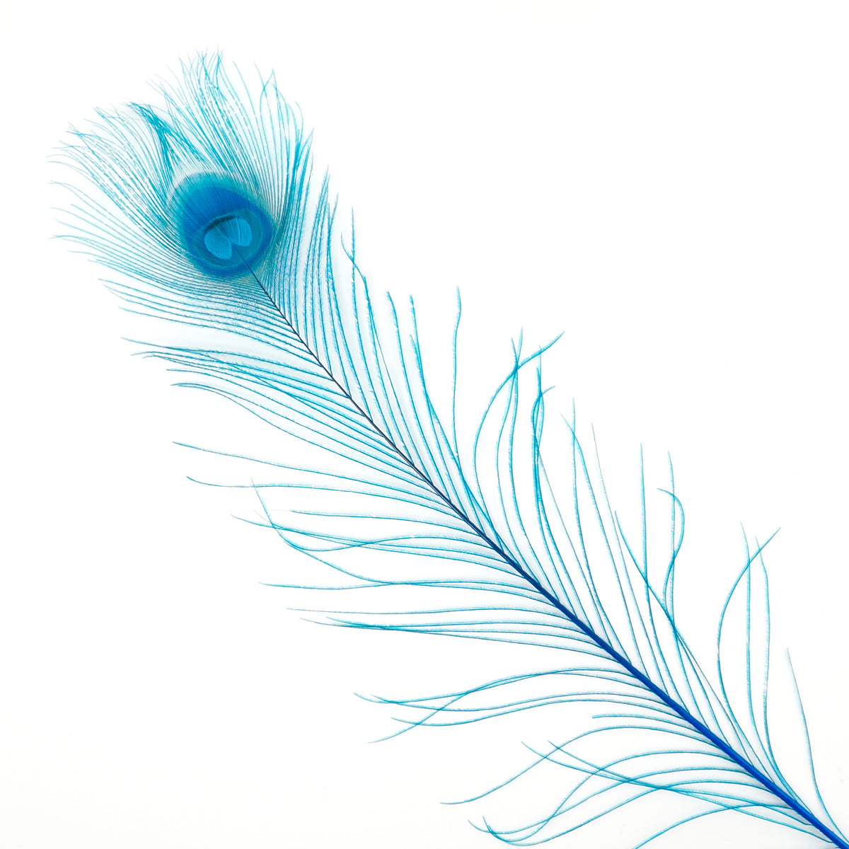 Peacock Tail Eyes Bleached Dyed - 25-40 Inch - 100 PCS - Dark Turquoise