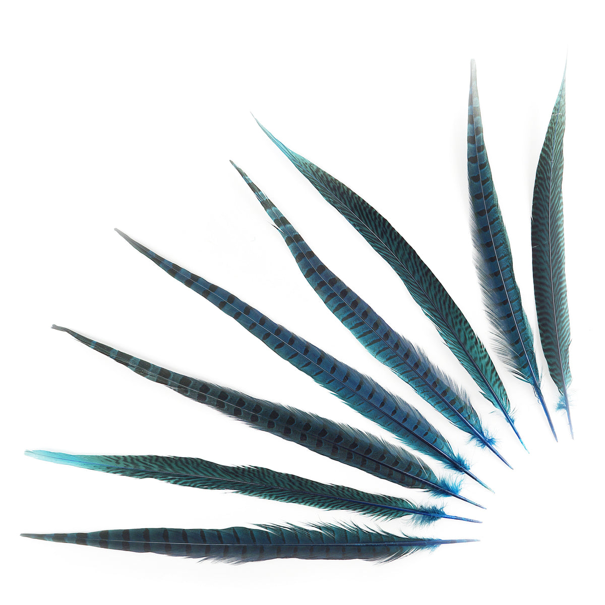Bulk Assorted Pheasant Tails Dyed - Dark Turquoise