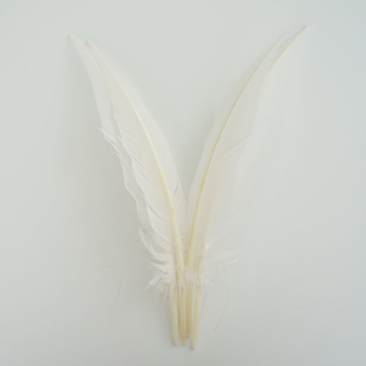 White Dagger Turkey Quill Feathers 9-12"