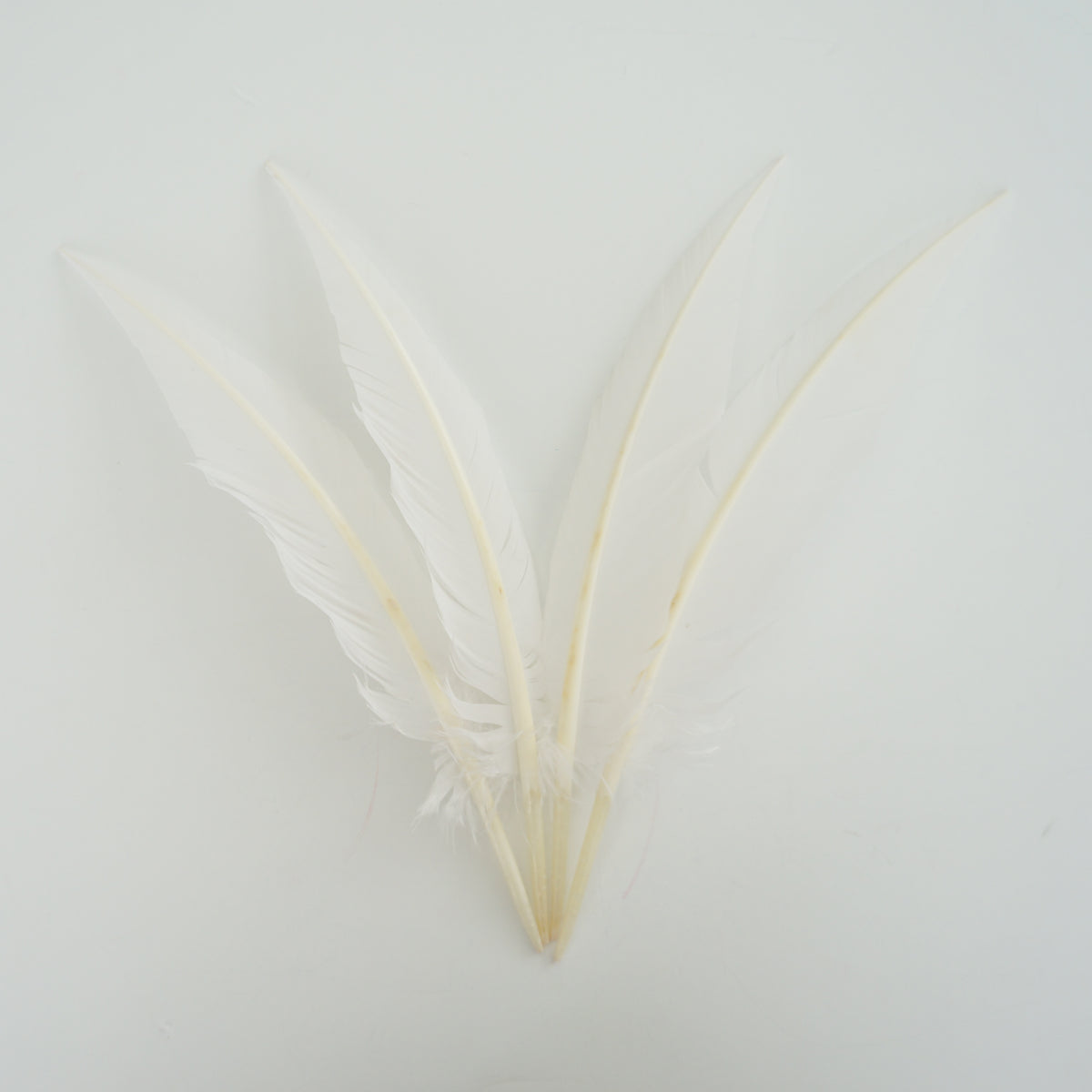 White Dagger Turkey Quill Feathers 9-12"