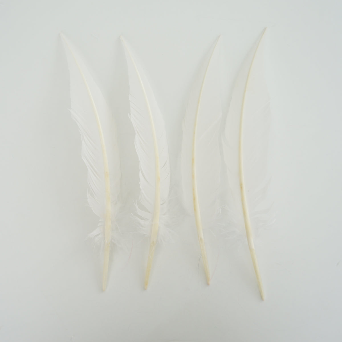 White Dagger Turkey Quill Feathers 9-12"