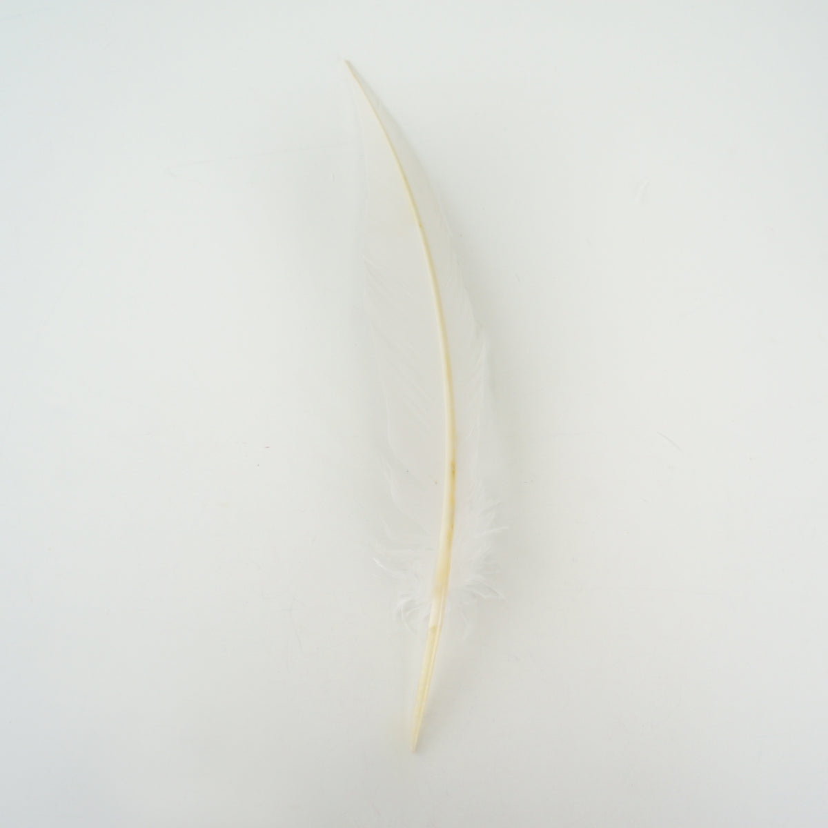 White Dagger Turkey Quill Feathers 9-12"