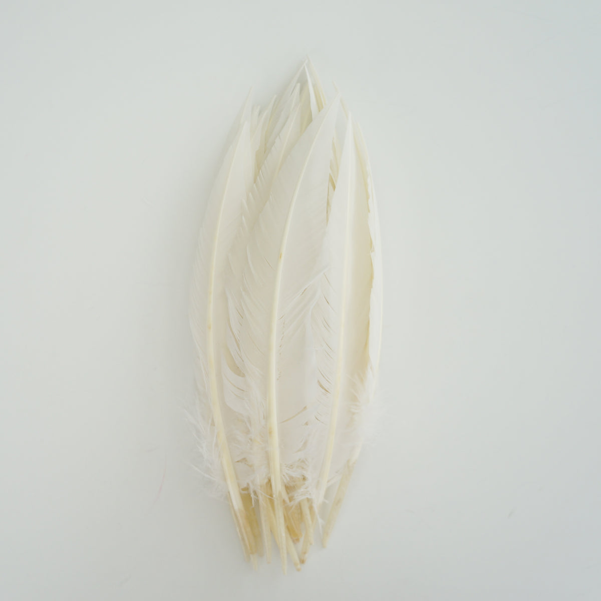 White Dagger Turkey Quill Feathers 9-12"