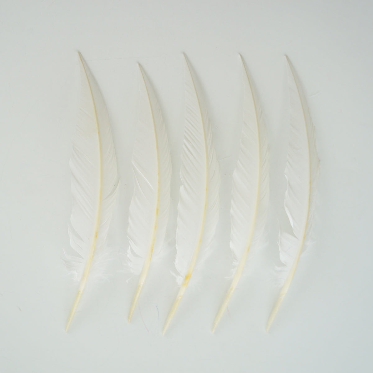 White Dagger Turkey Quill Feathers 9-12"
