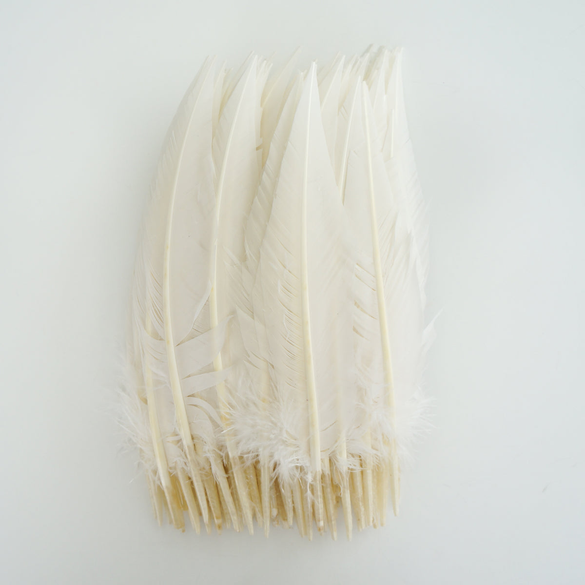 White Dagger Turkey Quill Feathers 9-12"