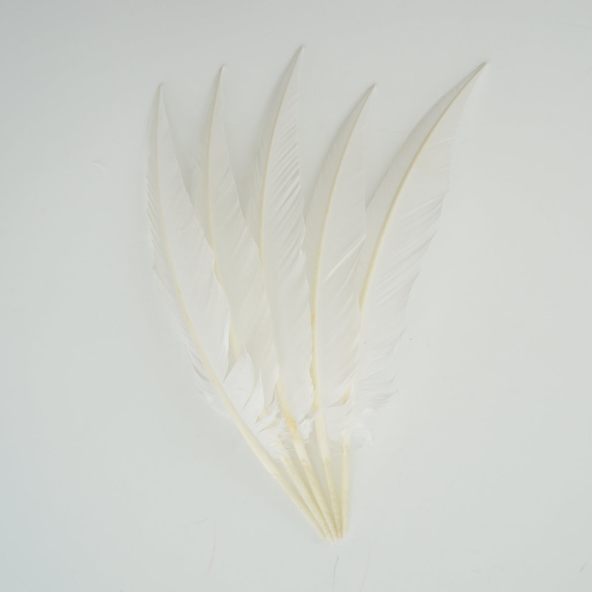 White Dagger Turkey Quill Feathers 9-12"