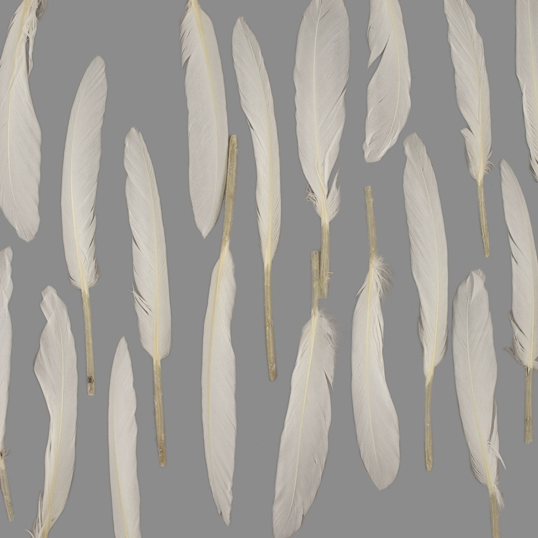 Duck Cosse Feathers - White
