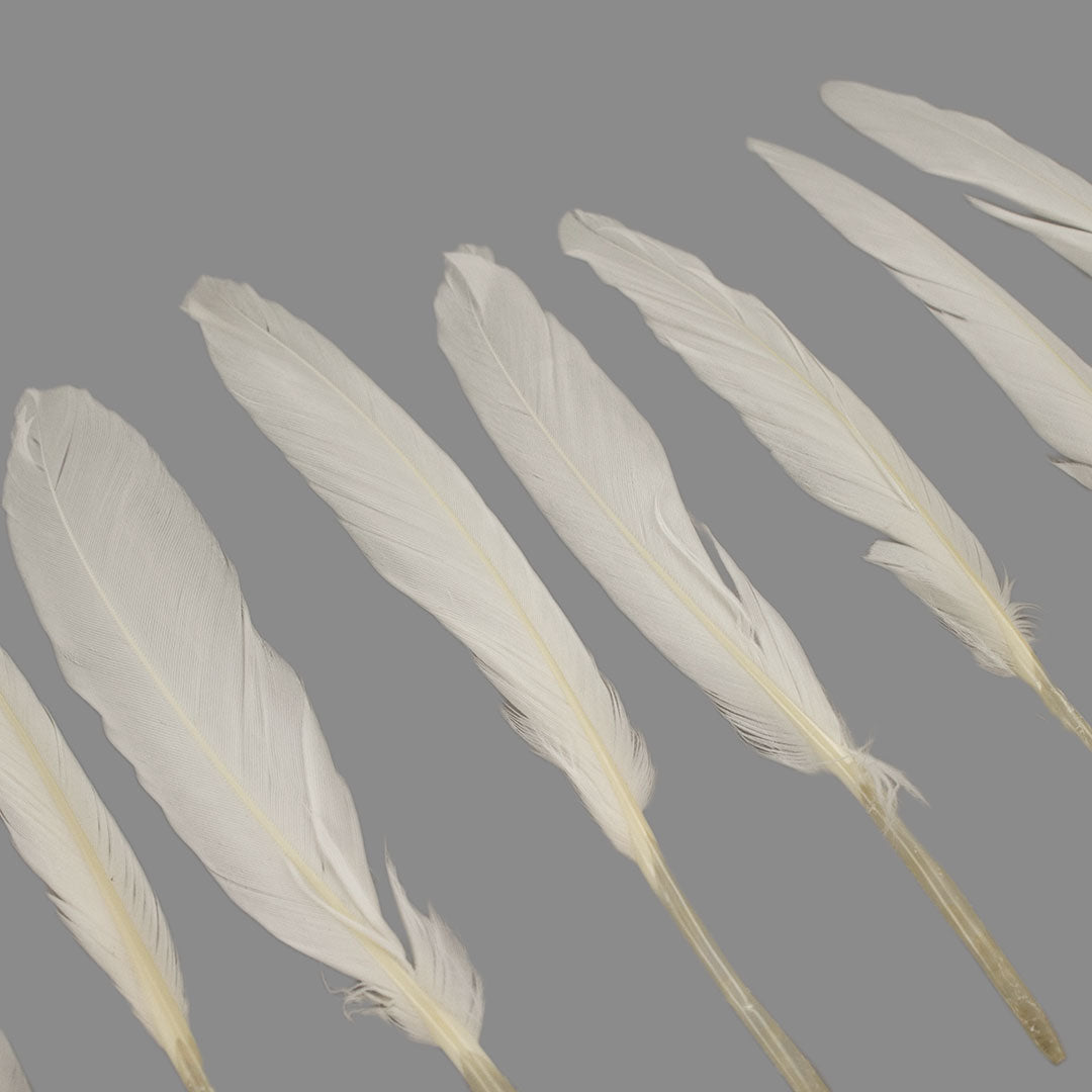 Duck Cosse Feathers - White