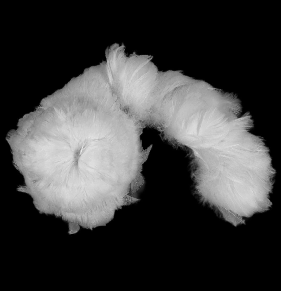 Strung Goose Coquille Feathers 3-4" -- 1/4 lb-White