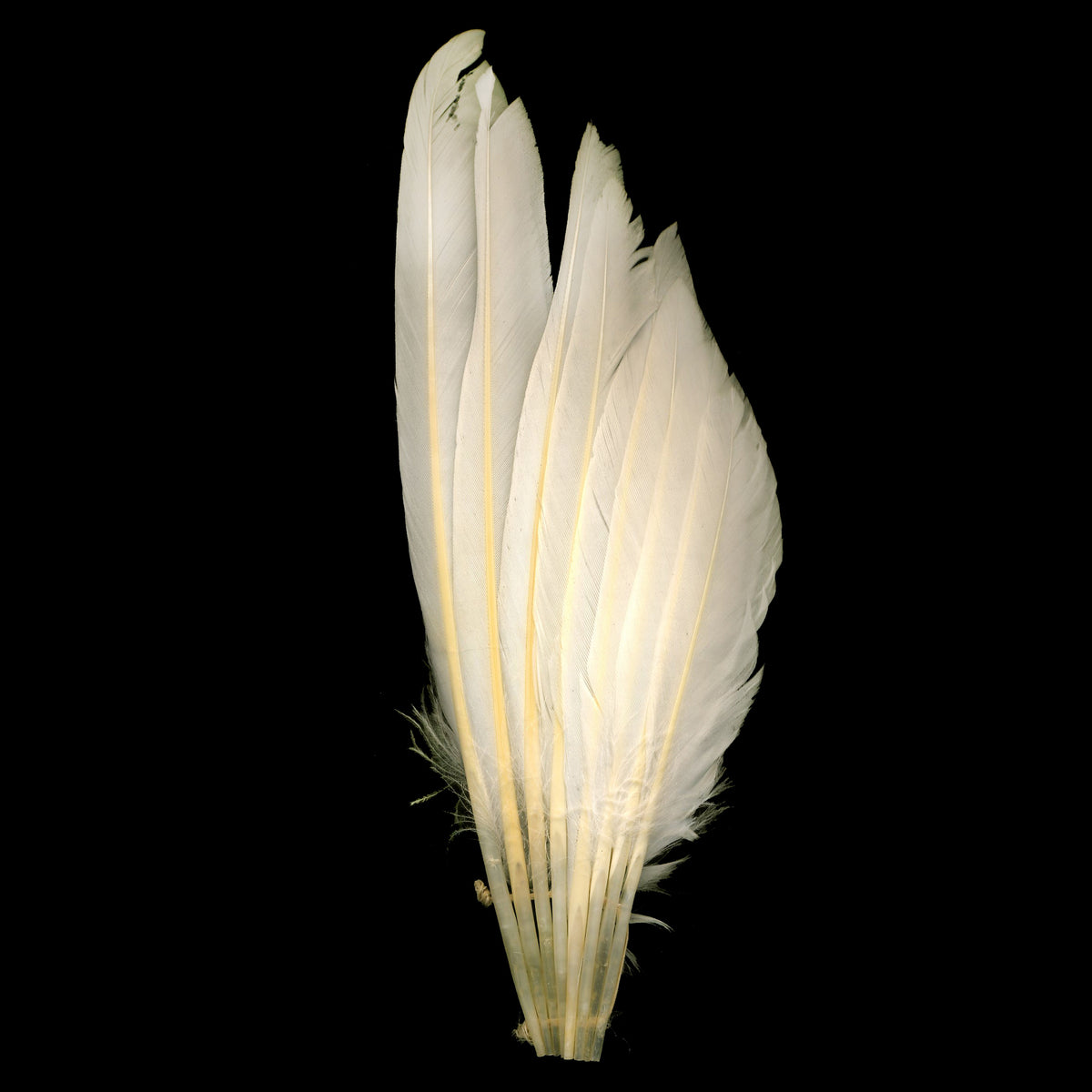 Duck Wing Fan Trim - White