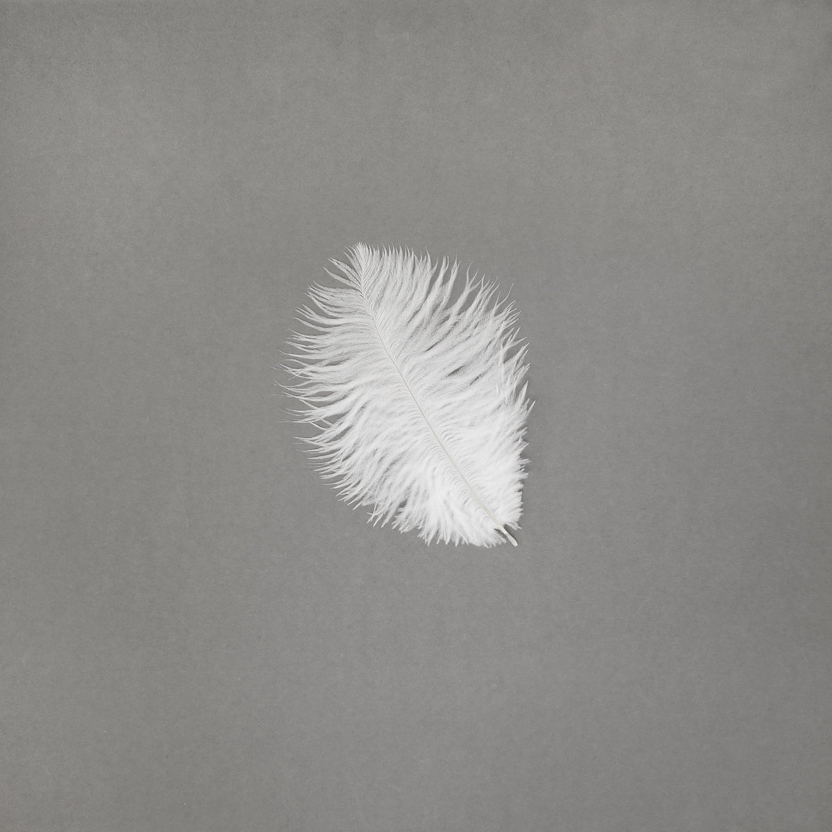 Ostrich Feathers 4-8" Drabs - White