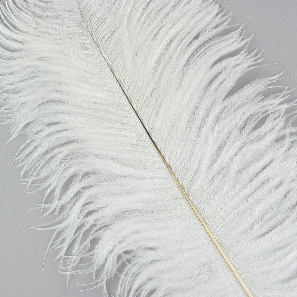 Ostrich Feathers 13-16" Drabs - White