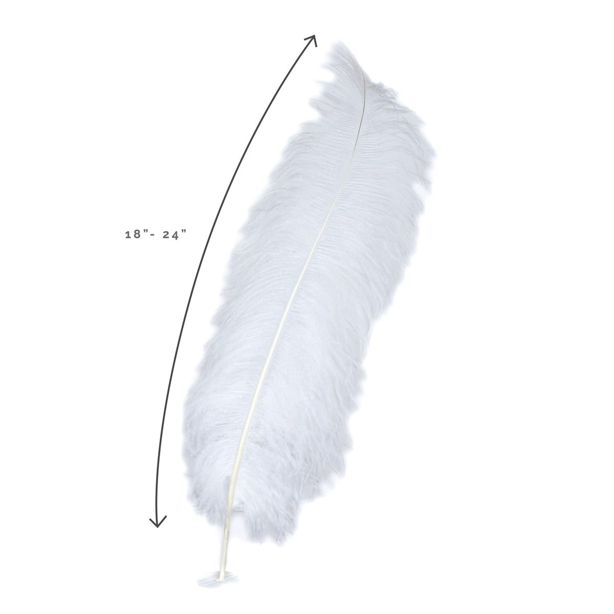 Large Ostrich Feathers - 18-24" Spads - White