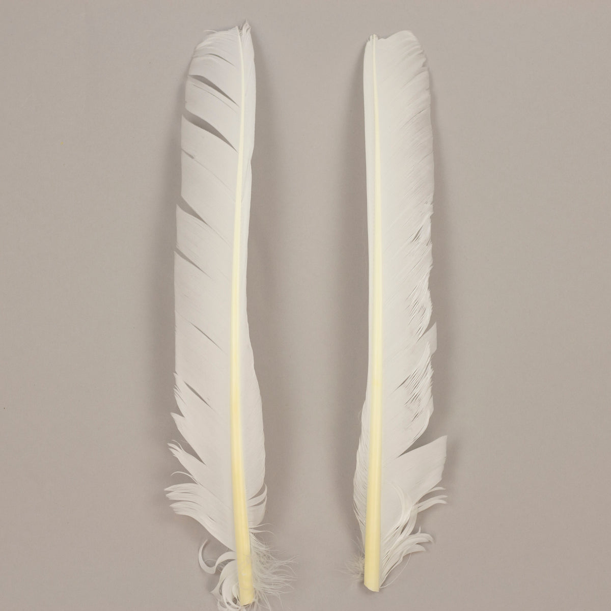 White Cut Turkey Pointer Feathers 8-12"