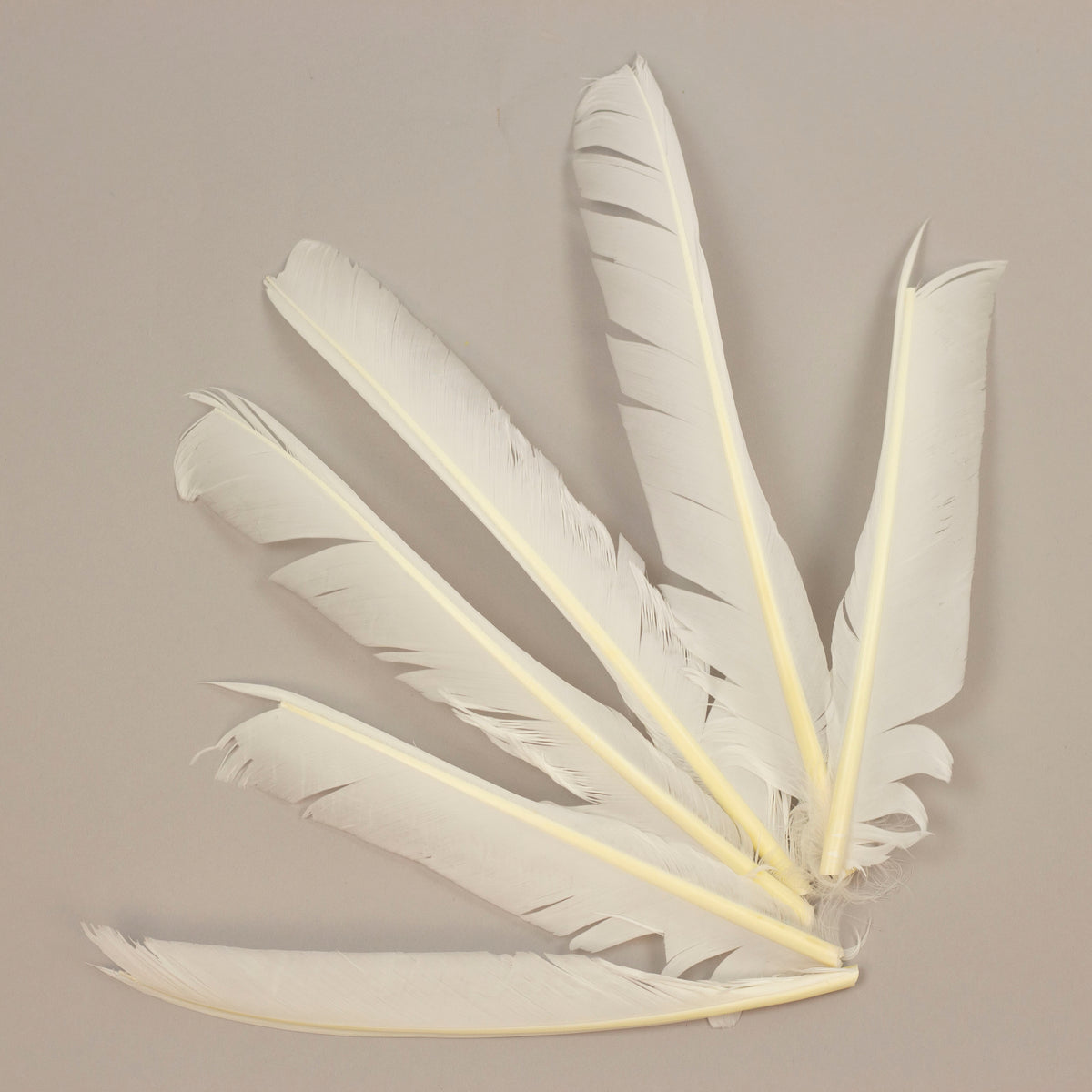 White Cut Turkey Pointer Feathers 8-12"