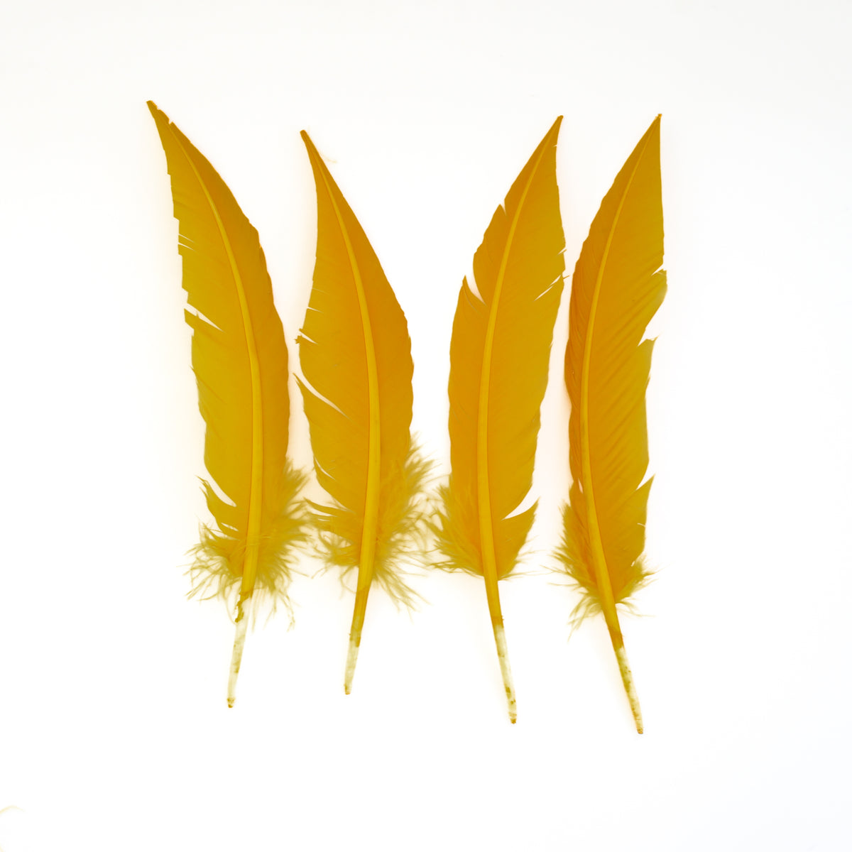 Gold Dagger Turkey Quill Feathers 9-12"