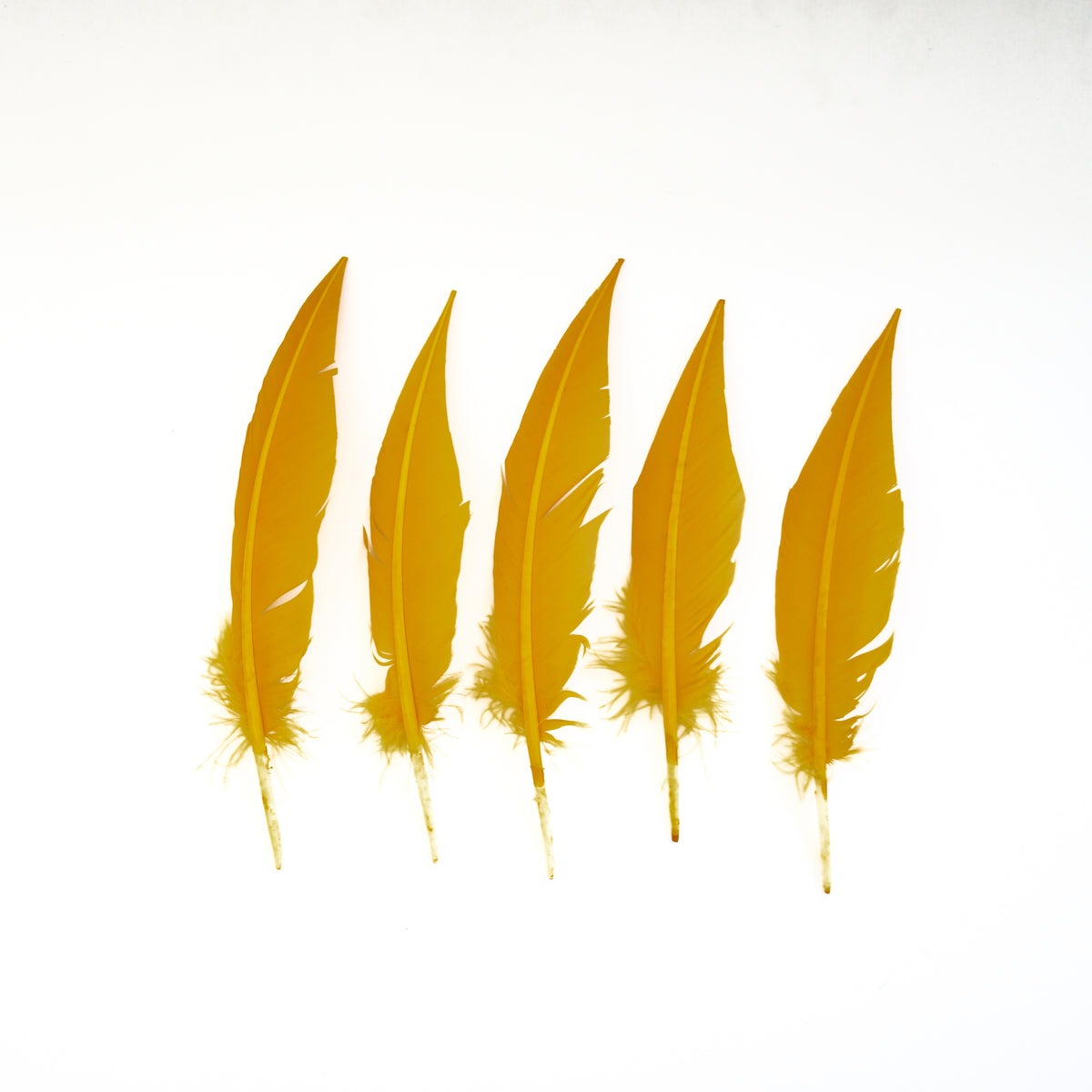 Gold Dagger Turkey Quill Feathers 9-12"