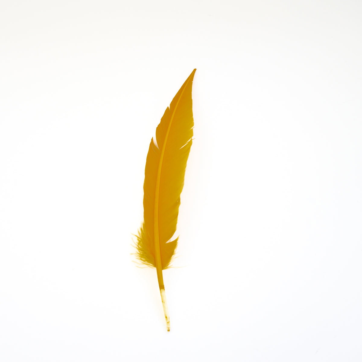 Gold Dagger Turkey Quill Feathers 9-12"