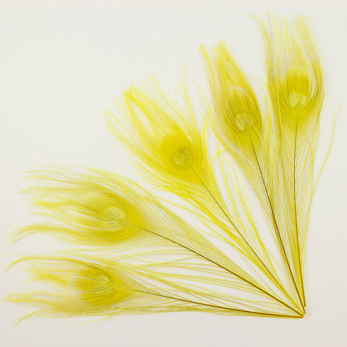 Peacock Feathers | 8-15" Tail Eyes | Fluorescent Yellow | 5pc