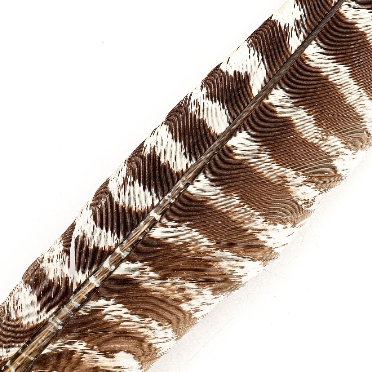 Barred Turkey Pointer Feathers - Left Wing - 12 pc - Natural
