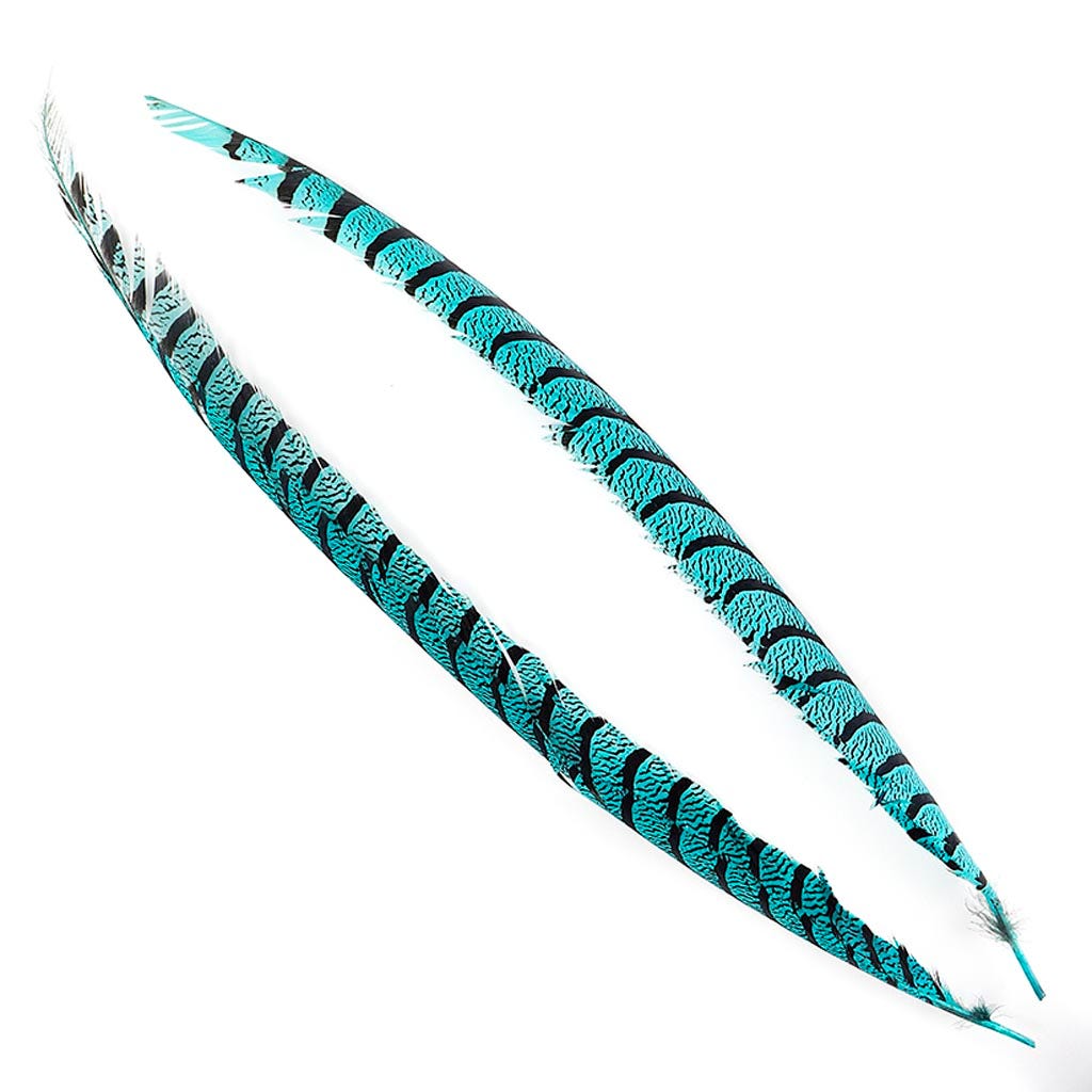 Lady Amherst Pheasant Tails - Dark Aqua