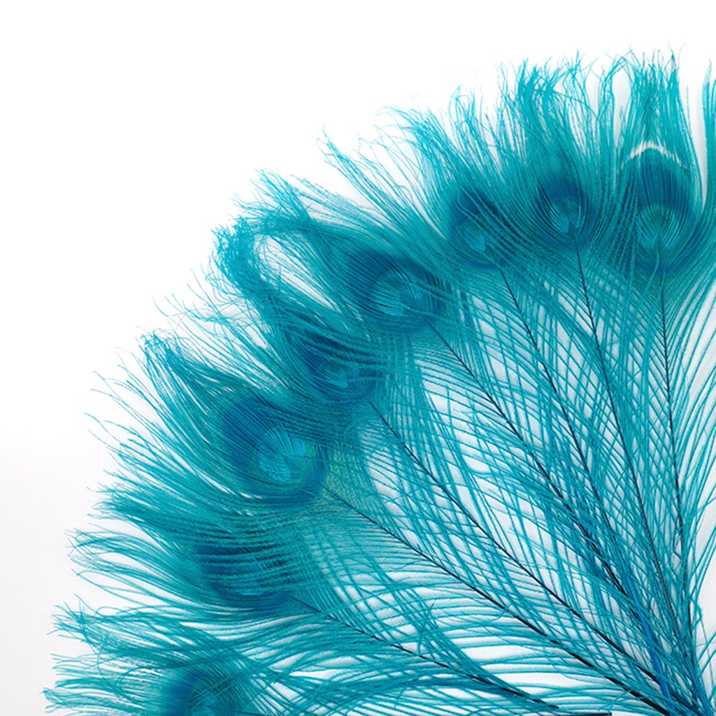 Peacock Tail Eyes Bleached and Dyed - 8-15” - 100 pc - Dark Aqua