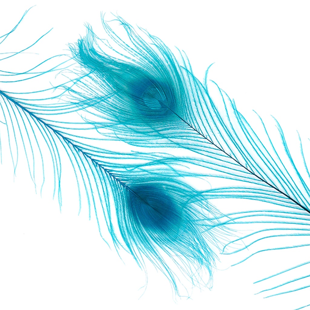 Peacock Tail Eyes Bleached and Dyed - 8-15” - 100 pc - Dark Aqua