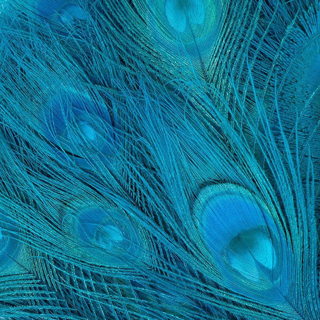 Peacock Eyes Bleached/Dyed - Dark Aqua Feather 30-40" - 10 PC