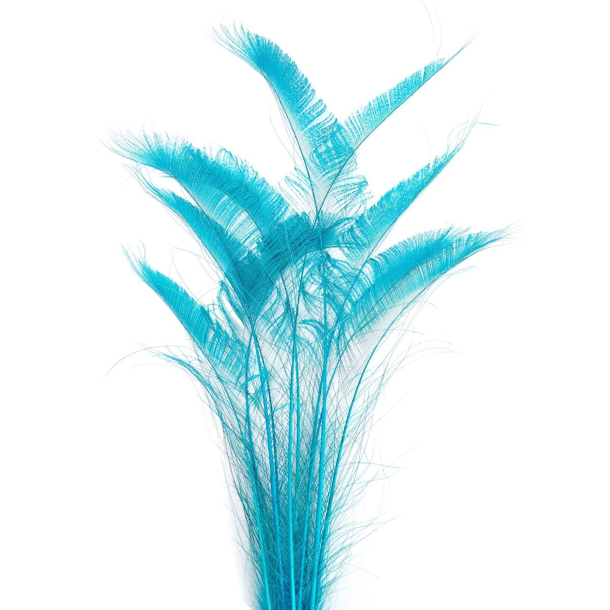 Peacock Swords Bleached/Dyed - Dark Aqua