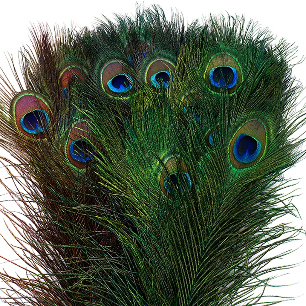 Peacock Tail Eyes Stem Dyed Mix - Jewel Mix