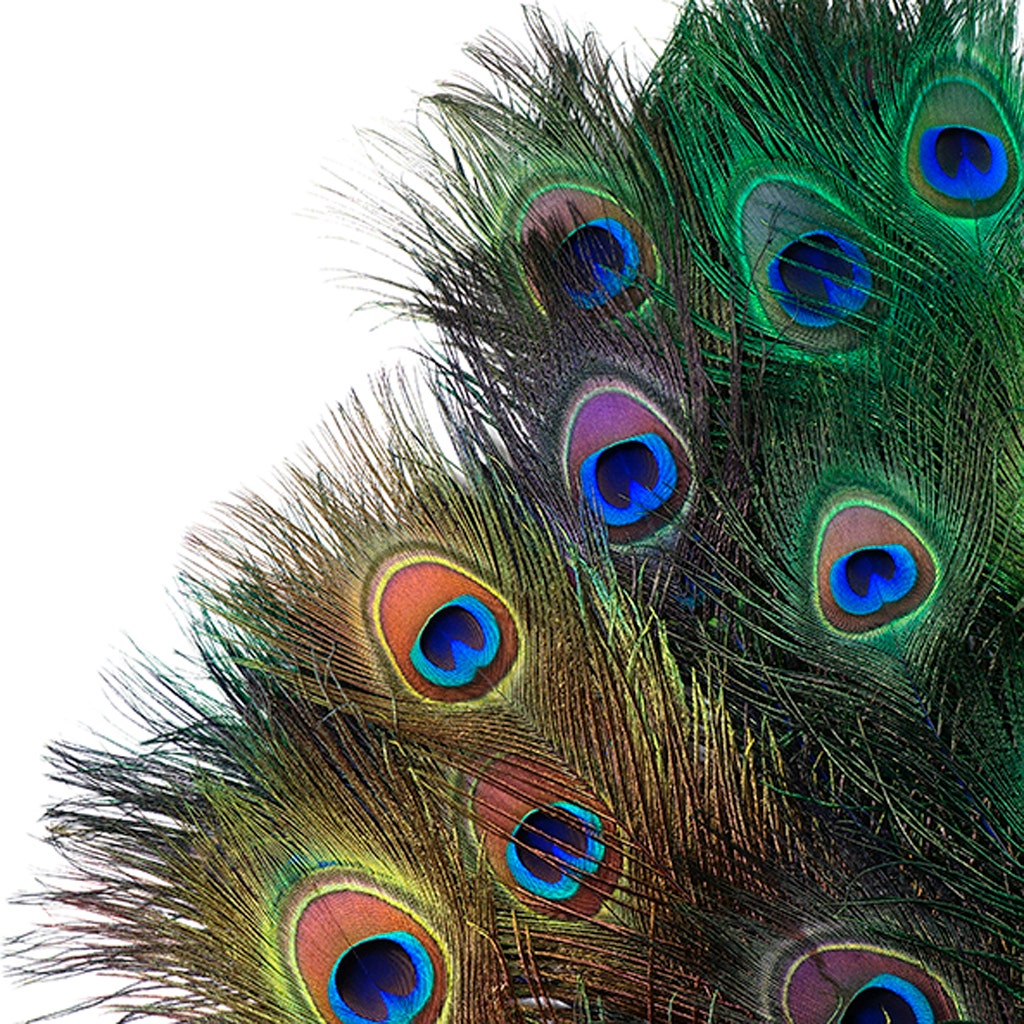 Peacock Tail Eyes Stem Dyed Mix - Jewel Mix