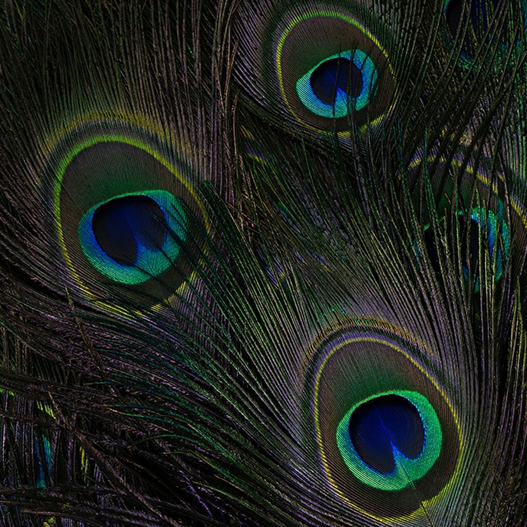 Peacock Tail Eyes Stem Dyed - 25-40 Inch - 100 PCS - Black