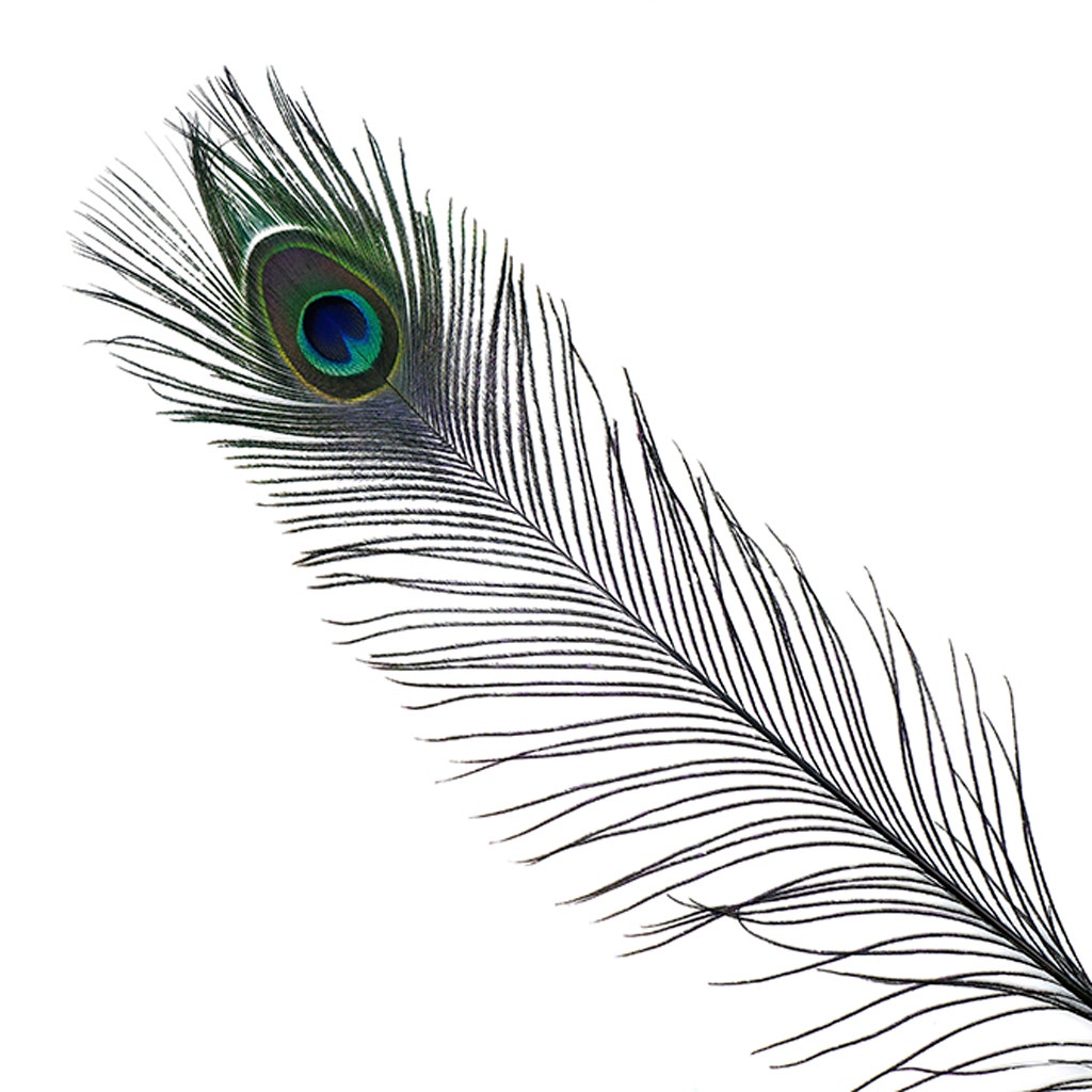 Peacock Tail Eyes Stem Dyed - 25-40 Inch - 100 PCS - Black